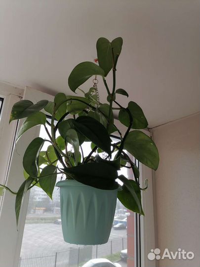 Комнатные цветы