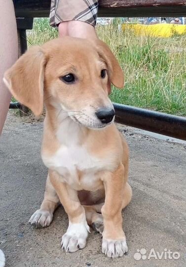 Красивый щенок