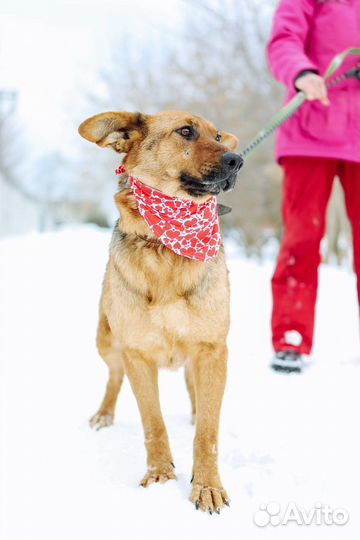 Собака с большими ушами бесплатно