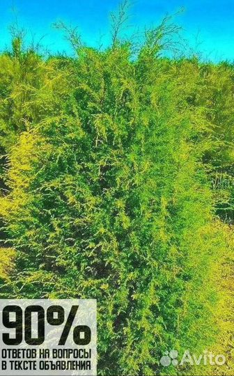 Туя брабант