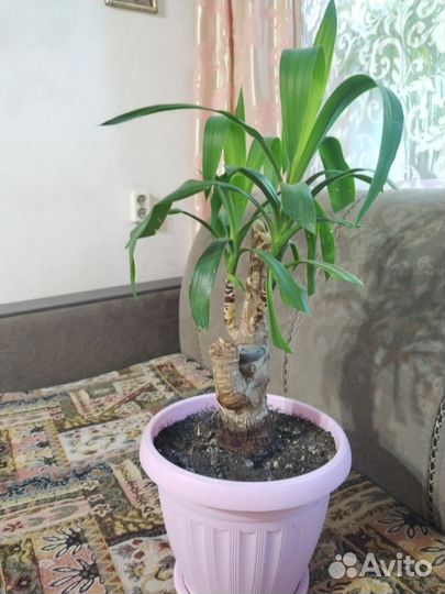 Комнатные цветы