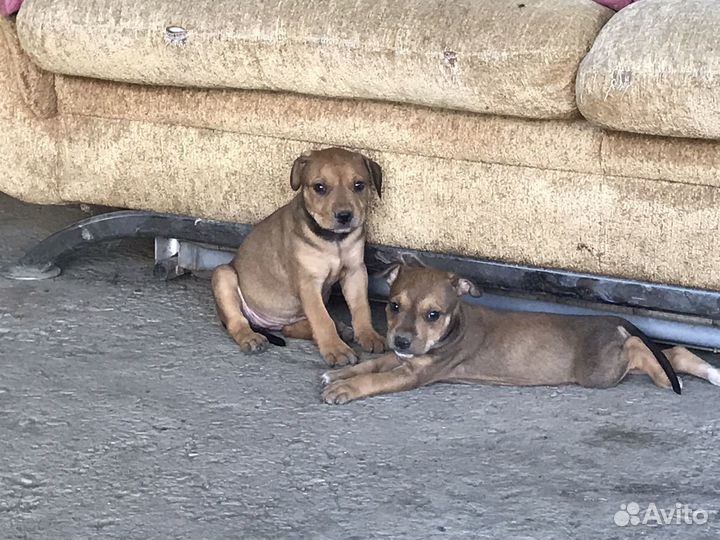 Питбультерьер