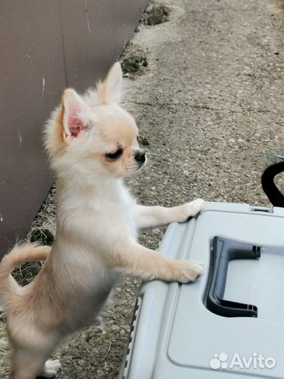 Щенки чихуахуа