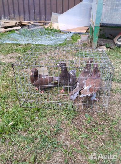 Голуби почтовый