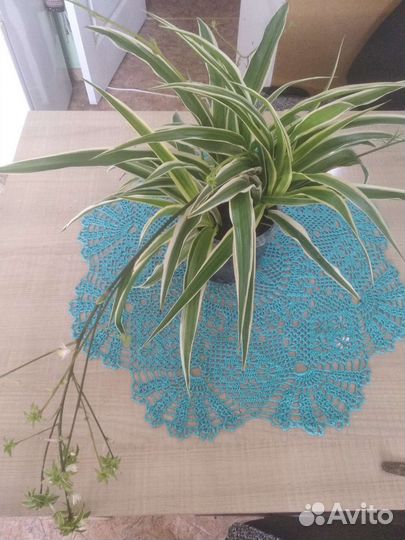 Хлорофитум