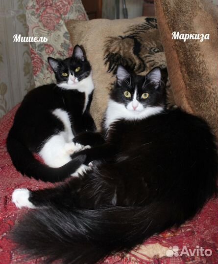 Кошечки красавицы