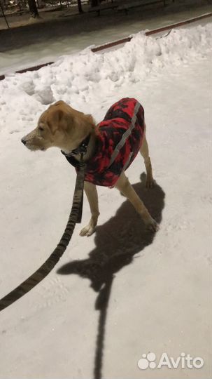 Собака в добрые руки отдам бесплатно