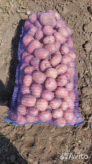 Продам картофель