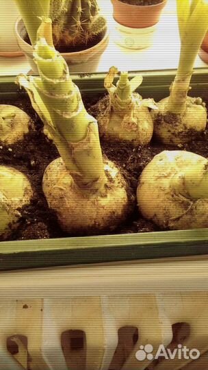 Индийский лечебный лук