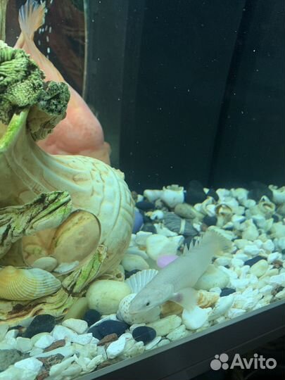 Полиптерус сенегальский