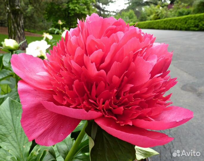 Корни пионов оптом