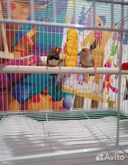 Австралийские амадины