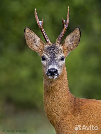 Организация охоты