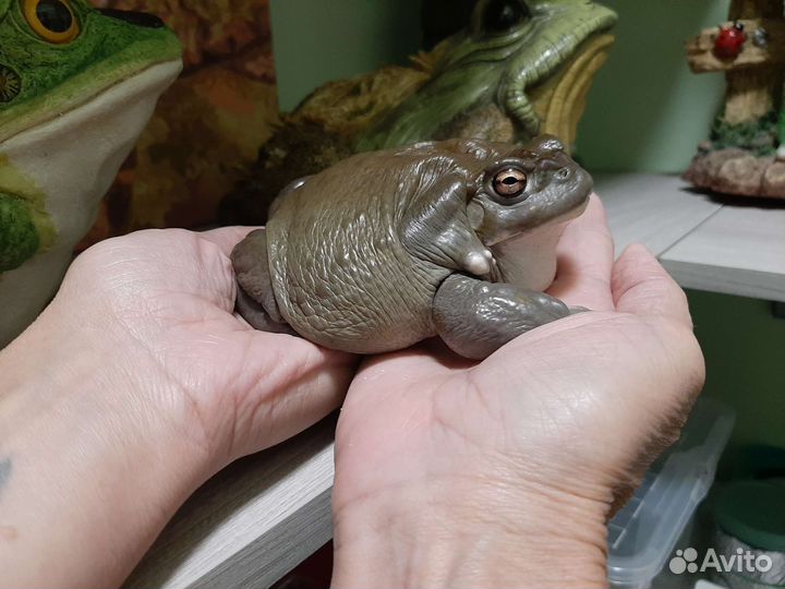 Колорадская жаба