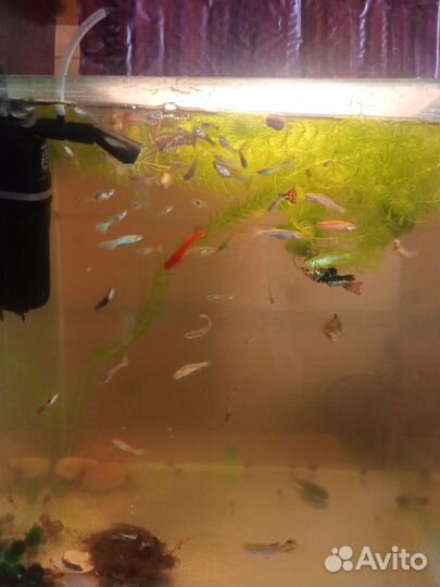 Аквариум