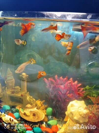 Аквариумные рыбки