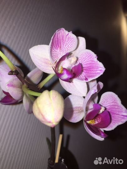 Орхидея Phal. Little Gem Stripes (peloric - 2 eyes