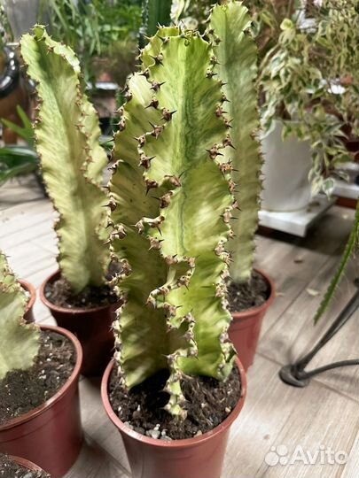 Эуфорбия вариегатная