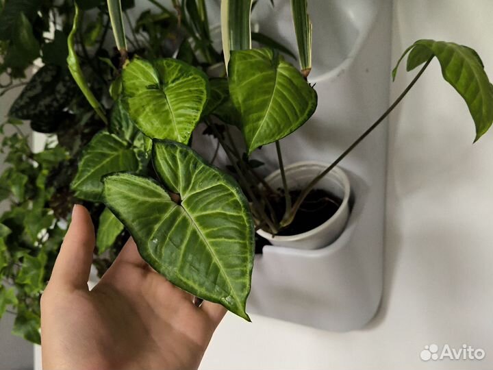 Сингониум черенки