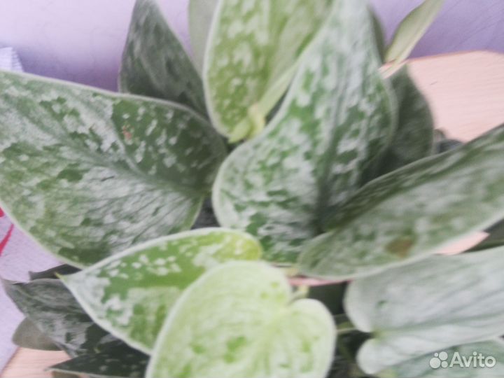 Сциндапсус Сильвери Энн