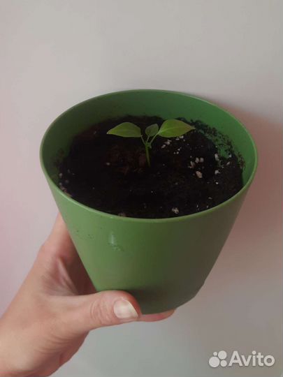 Рассада острого перца