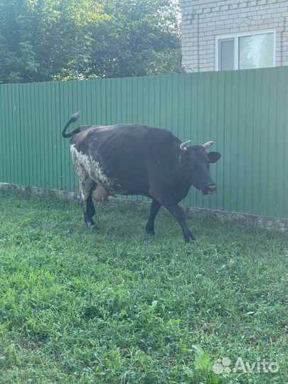 Коровы дойные