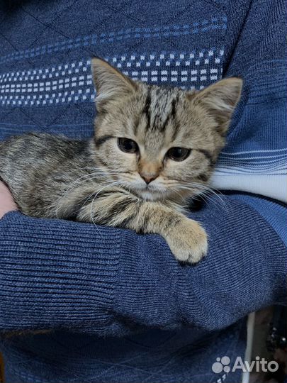 Котик ищет семью