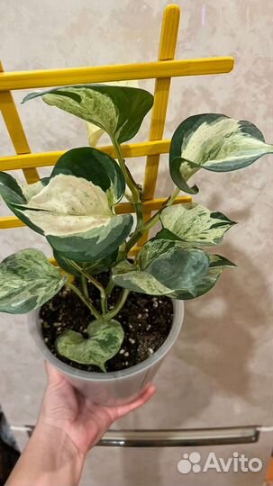 Ароидные. Scindapsus/Сциндапсусы, эпипремнумы