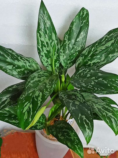 Комнатные цветы. Аглаонемы