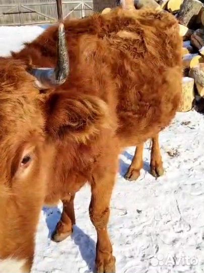 Корова стельная