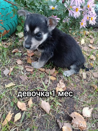 Маленькие пушистики