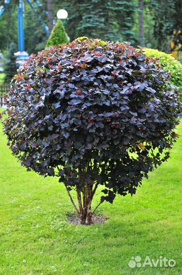 Пузыреплодник калинолистный Дьяболо