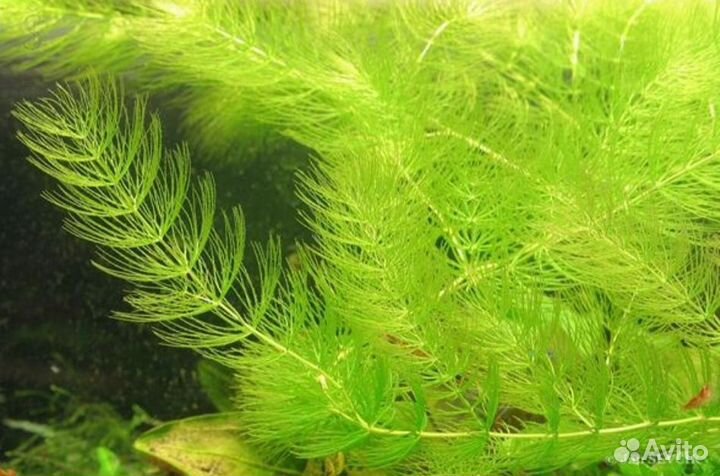 Растения для аквариума