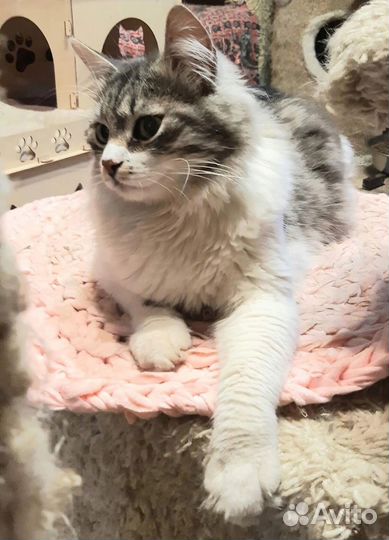 Котик Матис