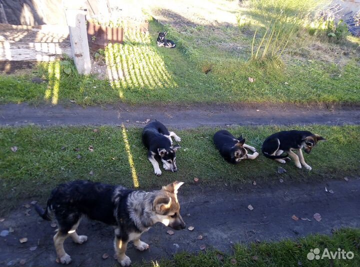 Щенки