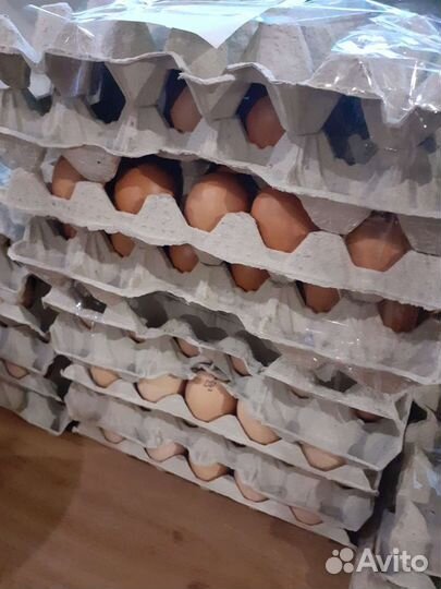 Инкубационное яйцо