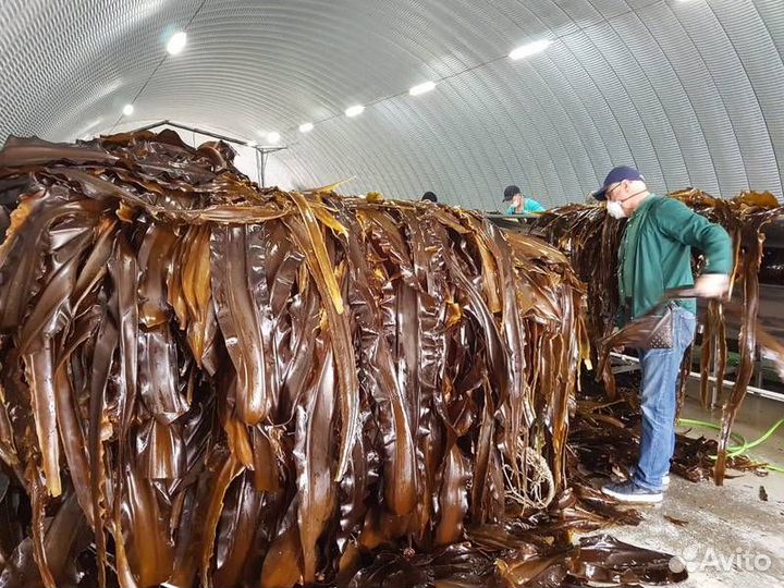Упаковщик морской капусты в Южную Корею вахта