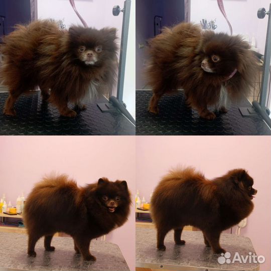 Стрижка и уход за Вашими питомцами