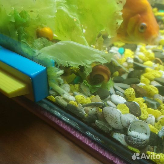 Улитки ампулярия