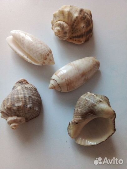 Ракушки для аквариума