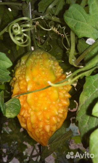 Семена Мамордики