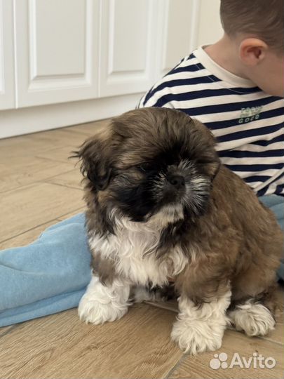 Щенки ши-тцу