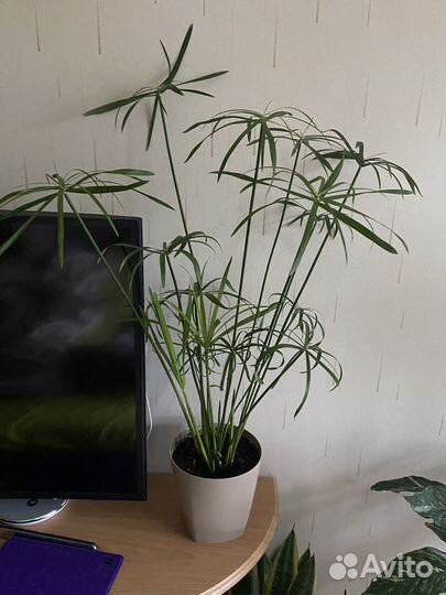 Комнатные цветы