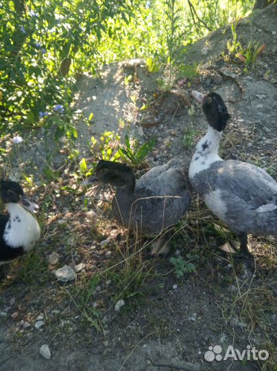 Индоутки тяжелой линии