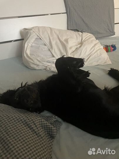 Русский спаниель