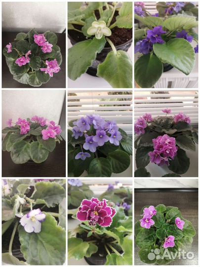 Сортовые фиалки