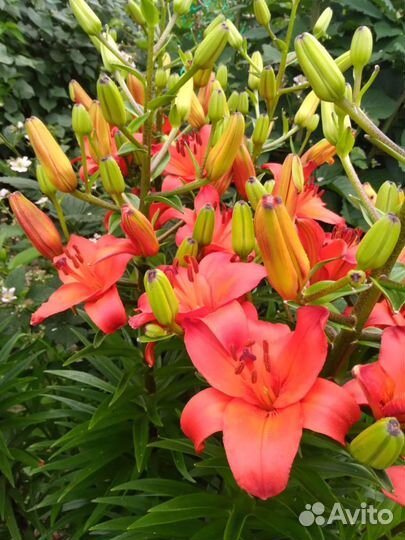 Хризантема многолетняя