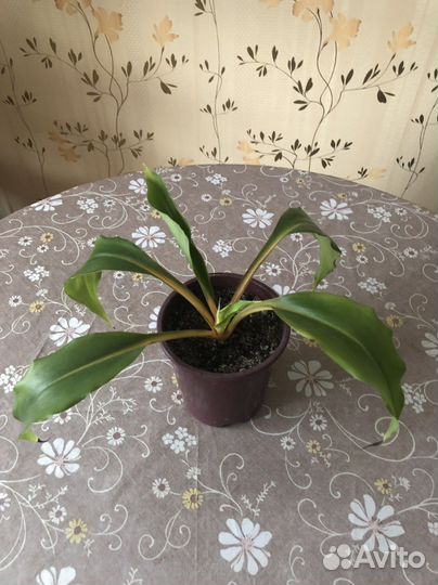 Хлорафитум Оранж