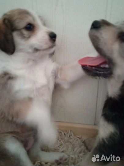 Выбросили щенков