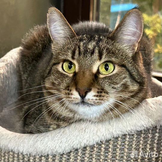 Кошечка Чуня уже год живет в приюте